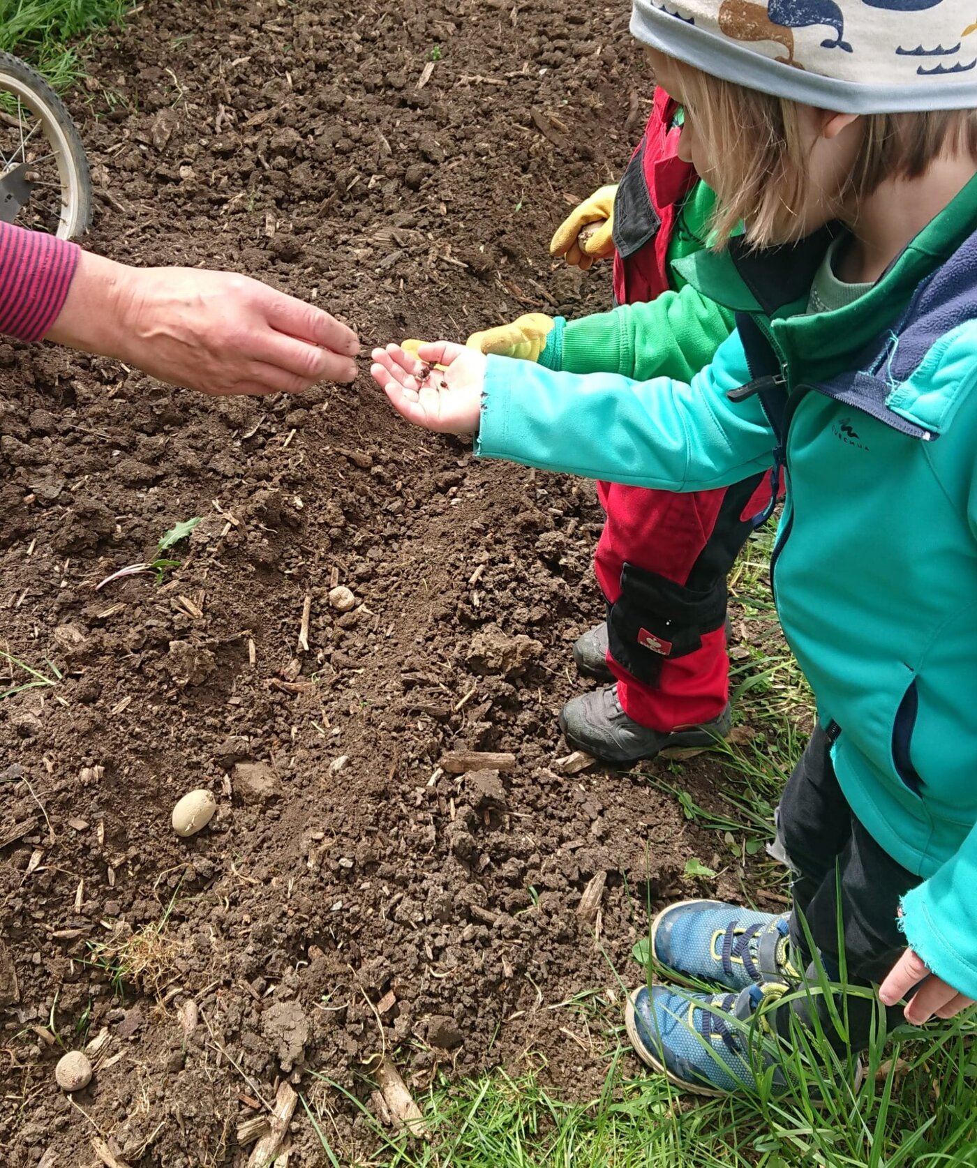 Regenwurm betrachten