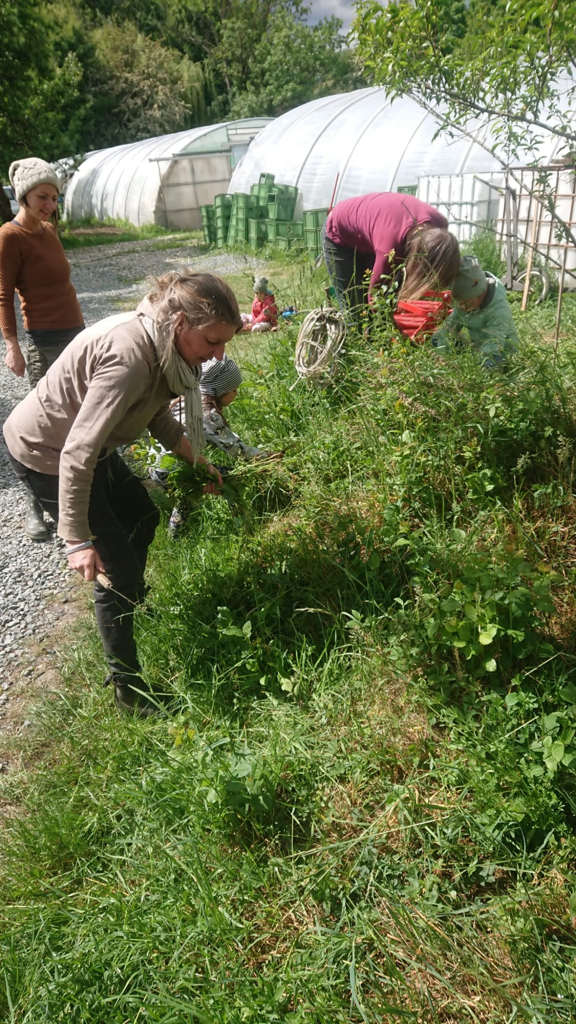 Sicheln um das Kartoffelbeet